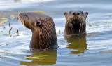 River Otters, Florida