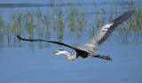 Great Blue Heron, Florida