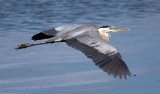 Great Blue Heron, Florida