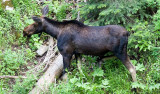 Moose