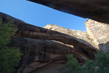 Morning Glory Arch