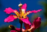 Florida Botanical Gardens