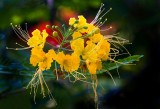 Florida Botanical Gardens