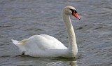 Swan, Florida