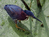 04-21-10 Wakodahatchee 87 (Large).jpg