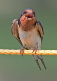 Barn Swallow (Female), Ohio