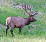 Jasper Elk