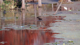 12-31-10 Kapok Park 20 (Medium).jpg