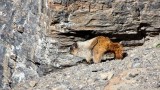 Yellow-bellied Marmot