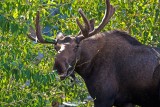Moose At Windy Creek