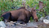 Moose At Windy Creek