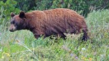 Black Bear