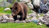 West Yellowstone Grizzly Center