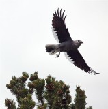  Clarks Nutcracker, Salida