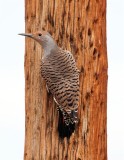  Red-shafted Northern Flicker, Salida 