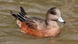 American Wigeon, Canon City