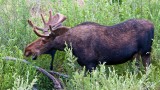 Moose