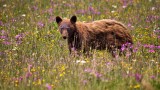 Black Bear