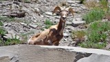 Big Horn Sheep
