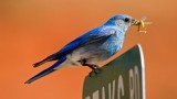 Mountain Bluebird, Red Canyon, Lander