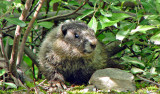 Hoary Marmot