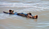 Sleeping Sea Otter