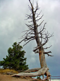Roots