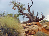 Ancient Juniper