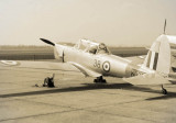 Silver Chipmunk.jpg