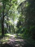 exploring the Little Hoko trail