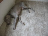 color matching the dog and the carpet