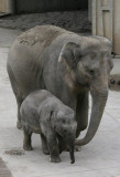 baby elefant