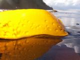 beached kelp