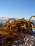 knotted kelp