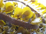 kelp as dragons spine.jpg