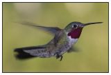 Sheryls humming birds #1