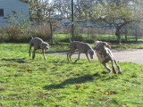 Leading his cousins on a chase