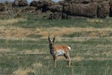 Diamond Lava beds antelope