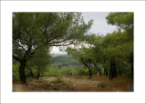Close to Kaloni