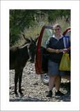 Social donkey on the road