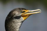 Cormorant