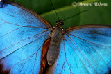 20090308_0068 Morpho bleu.jpg