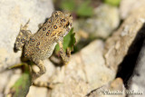 20100620_0240 Grenouille.jpg