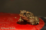 Crapaud dAmerique / American Toad