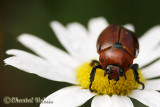 Scarabe ponctu de la vigne/ Spotted grapebeetle