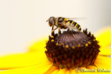  Syrphide/Flowers fly