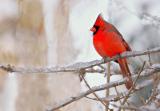 20051227_1020  cardinal2.jpg