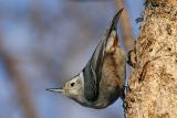   Sittelle  poitrine blanche / White-breasted nuthatch