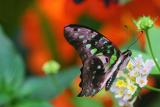 20060305_1547 tailed Jay.jpg