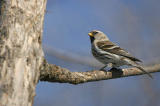   Sizerin flamm /  Common Redpoll